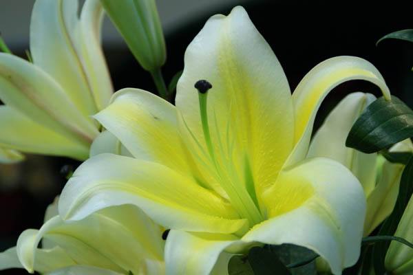 百合百年好合的功效与作用,百合花除了百年好合还有什么寓意