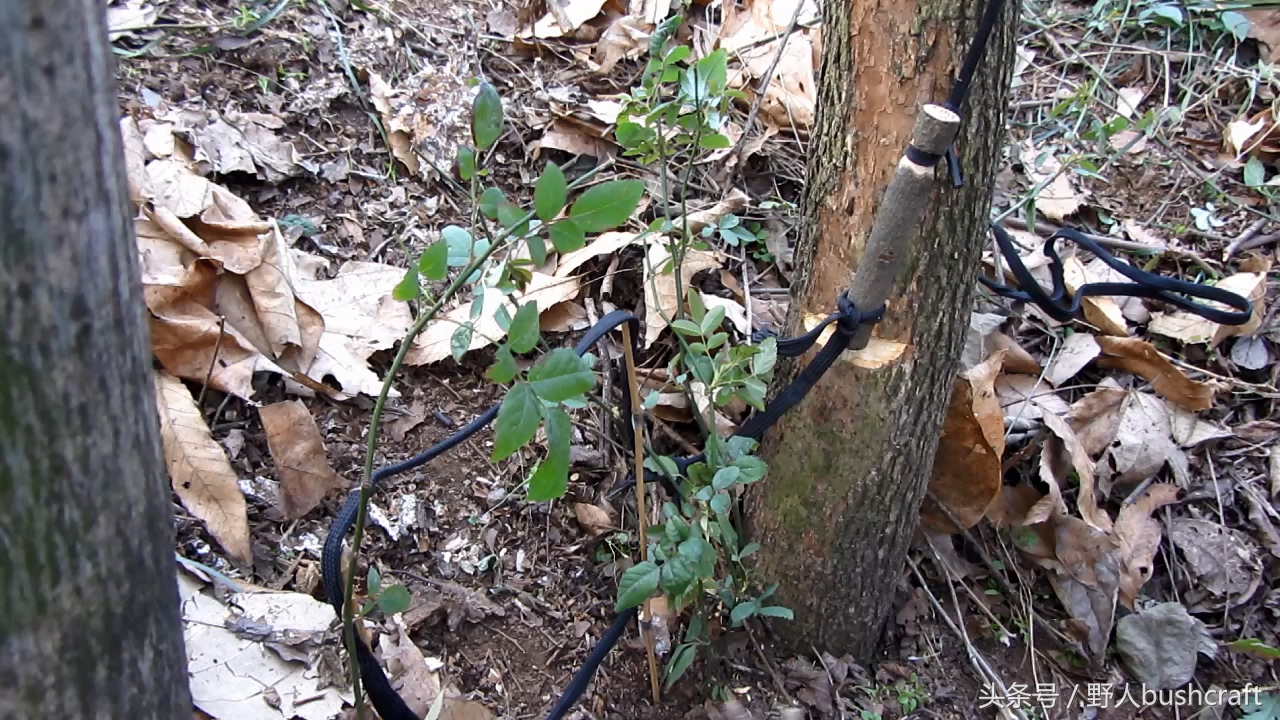 荒野求生实用的野鸡兔子脖套陷阱