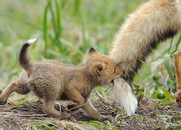 盘点那些超可爱的动物幼崽,十大最萌国宝级动物
