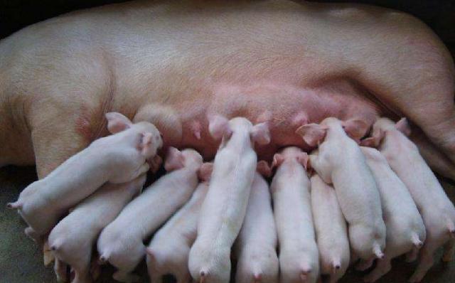 母猪产后奶水少喂什么饲料,母猪产后母乳少如何催乳