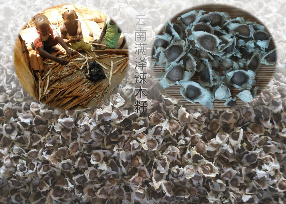 辣木籽和辣木茶的功效,云南辣木籽与印度的功效一样吗