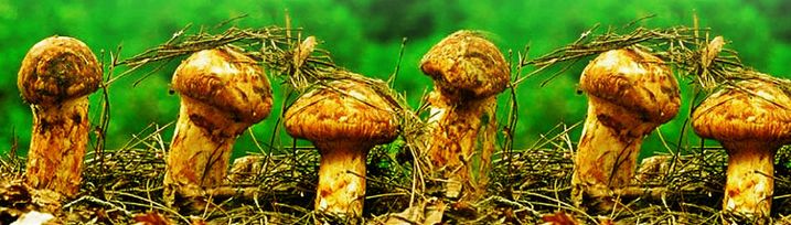 买松茸的注意什么,买松茸要啥证