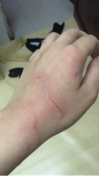 去猫舍，1900买下只暹罗猫，喂养两年后，我们的噩梦开始了！