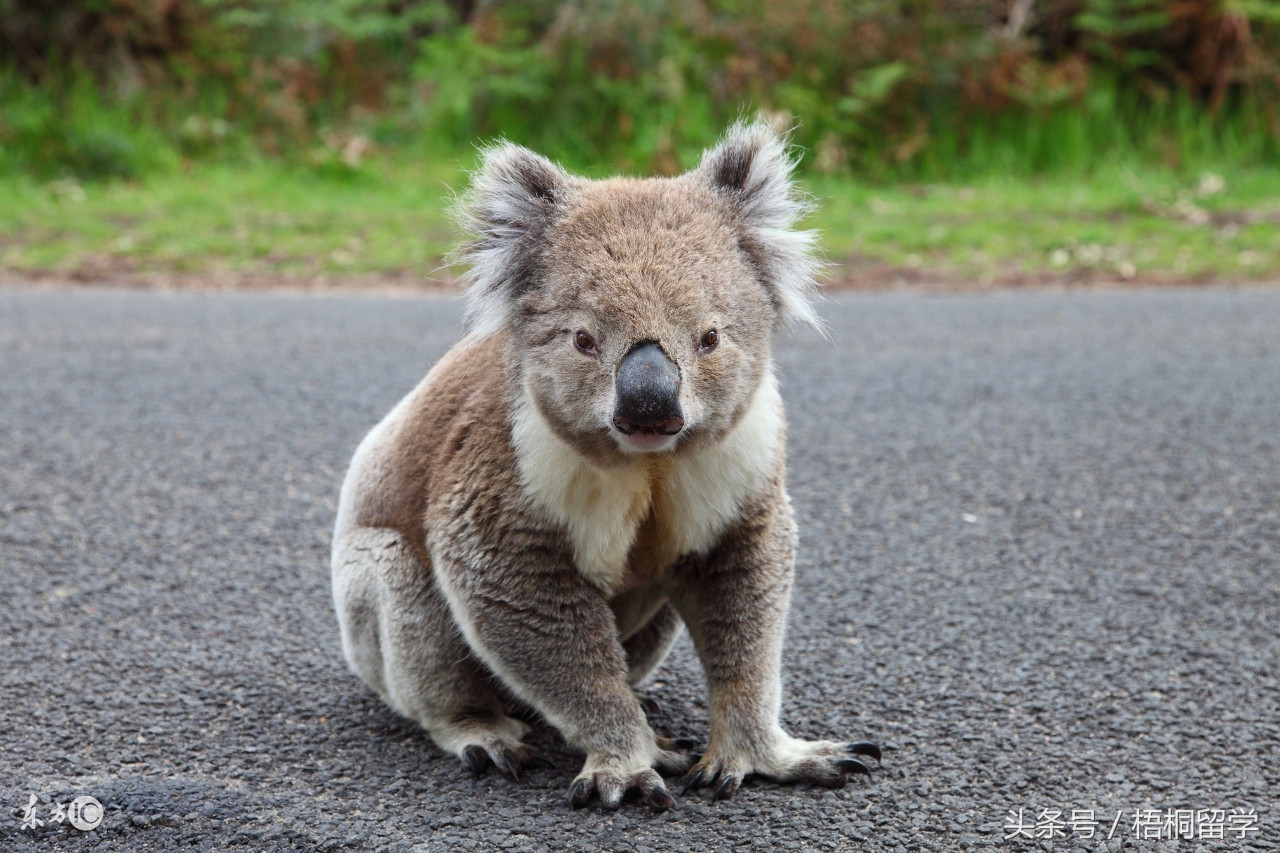 在国外拍视频会被抓吗,澳洲留学有犯罪记录回国