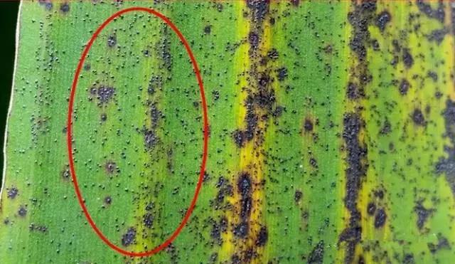 香蕉防黑星病和叶斑病最佳配方,香蕉黑星病爆发怎么办