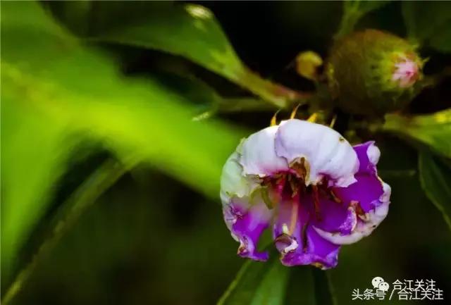 暴牙郎的功效与作用,暴牙郎功效与作用