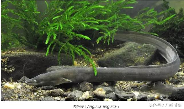 鳗鱼的智商有多高,鳗鱼的神奇之处