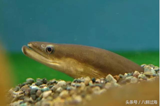 鳗鱼的智商有多高,鳗鱼的神奇之处