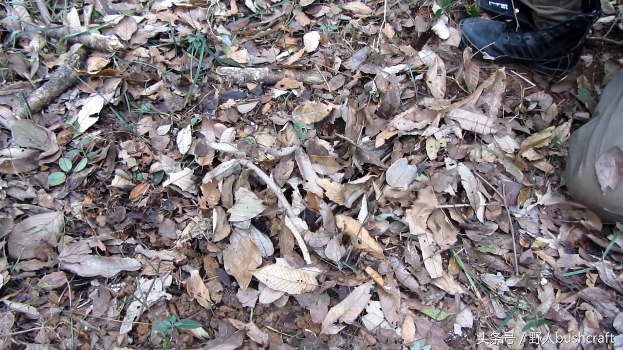 荒野求生下陷式野兔野鸡吊脚套陷阱