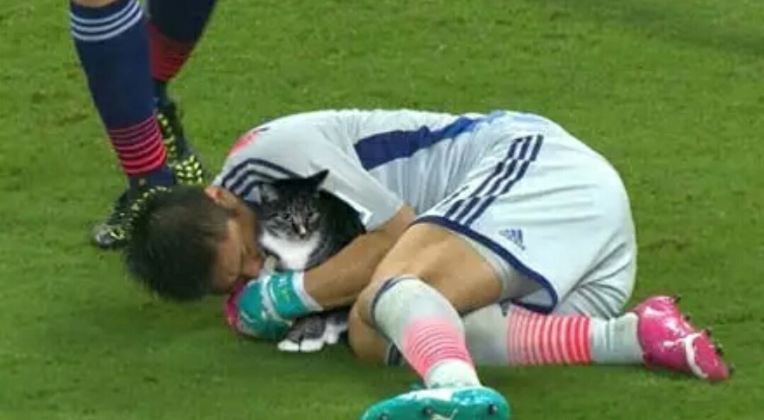 把足球p成猫,网友p的足球搞笑视频