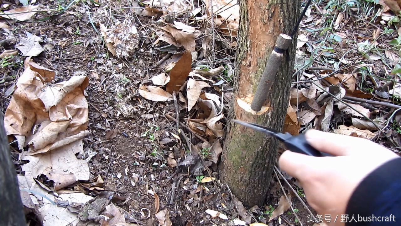 荒野求生实用的野鸡兔子脖套陷阱