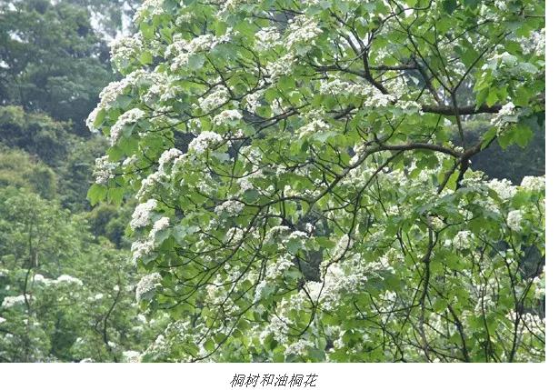 家具刷桐油最简单的方法,桐油家具保养方法视频