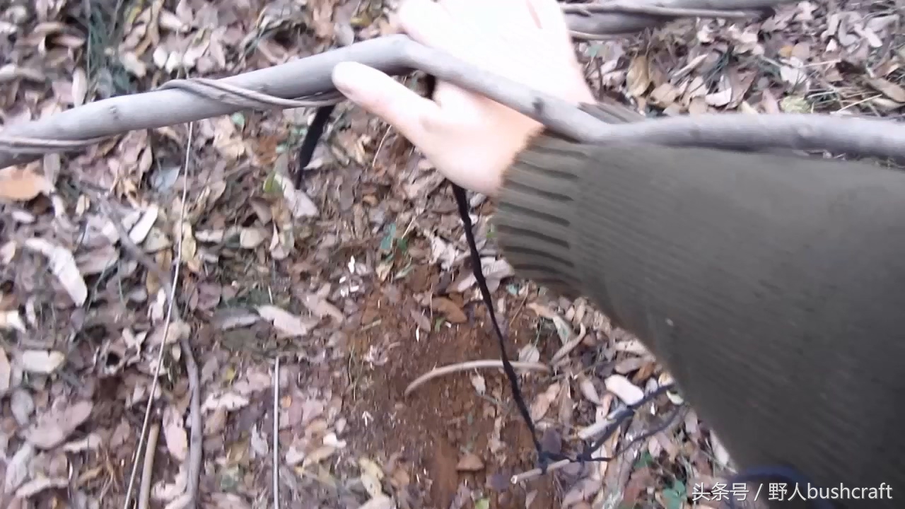 荒野求生下陷式野兔野鸡吊脚套陷阱