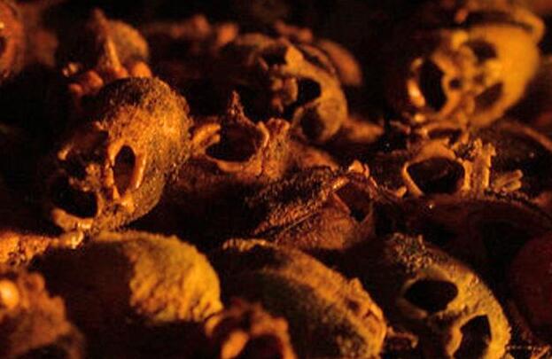 自然界最常见的菌类,令人无法解释的奇怪菌类