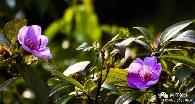 暴牙郎的功效与作用,暴牙郎功效与作用