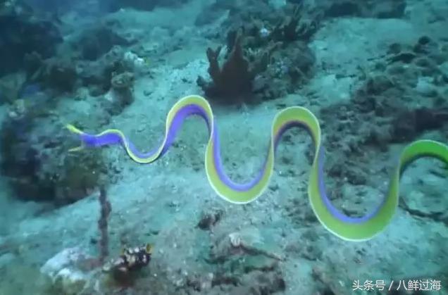 鳗鱼的智商有多高,鳗鱼的神奇之处