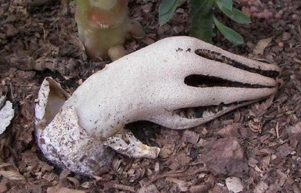 自然界最常见的菌类,令人无法解释的奇怪菌类