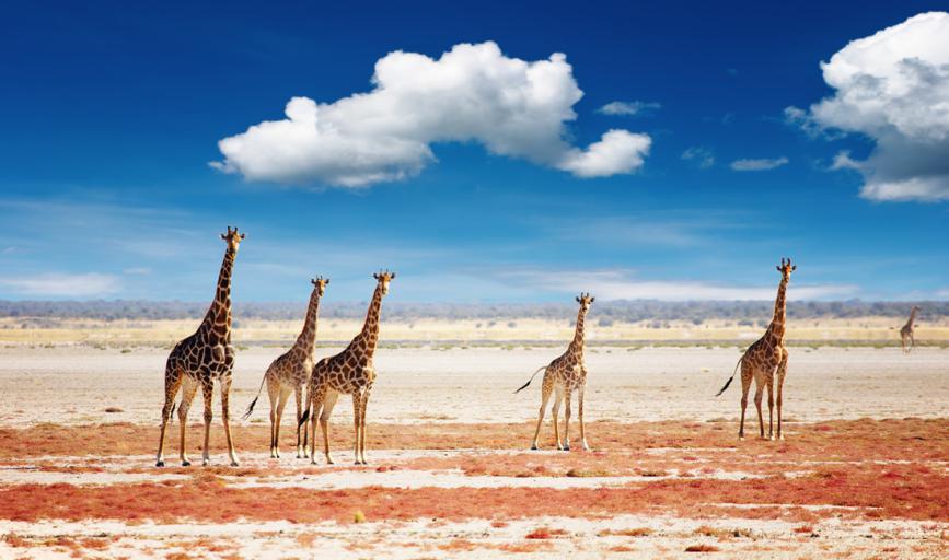 来到纳米比亚，你会知道什么才是非洲应有的样子！