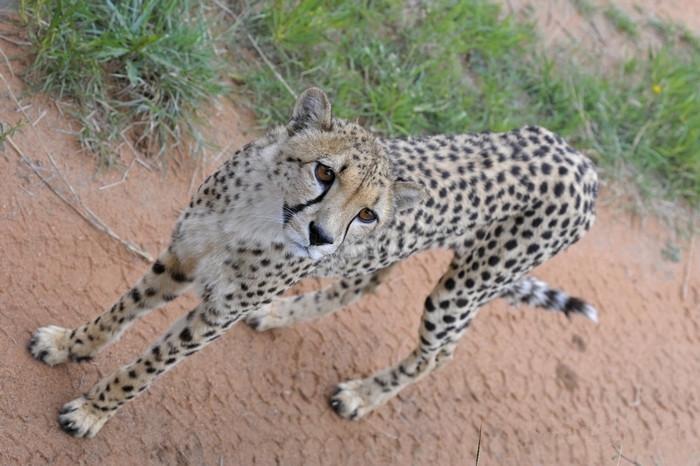 来到纳米比亚，你会知道什么才是非洲应有的样子！