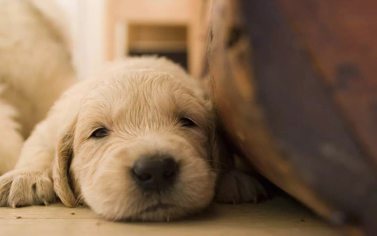 狗狗误食大量益生菌怎么办,狗狗轻微食物中毒自救三招