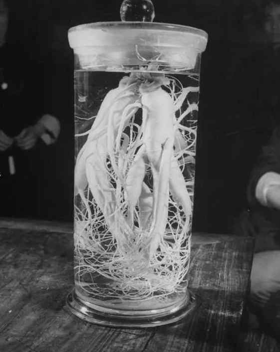 民国时期中药店，敢养这个动物，药店老板胆子太大了！