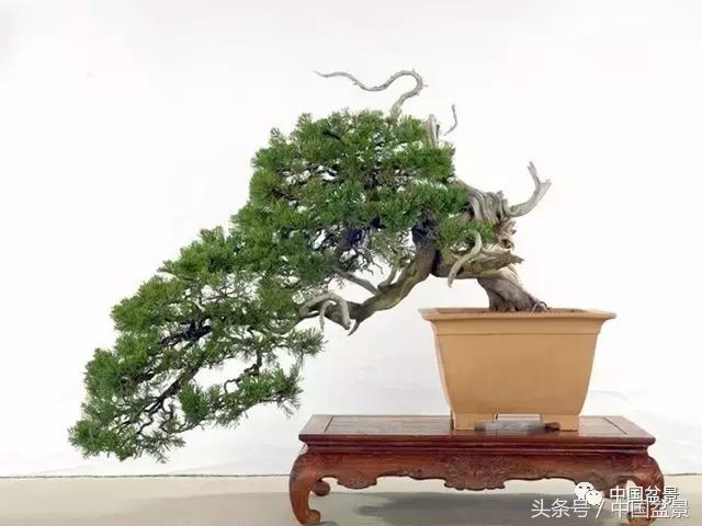 盆景的意境之美,优雅的盆景