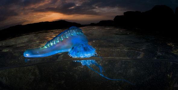 梦幻水母视频,梦幻般的水母真迷人