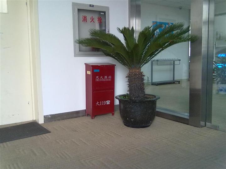 什么属相不适合养铁树,属兔的养铁树的危害