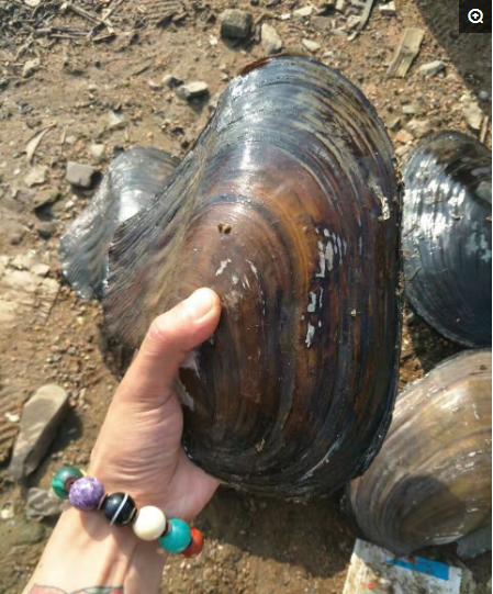 谁见过这么大的河蚌,世上最大的河蚌六斤重能出多少肉