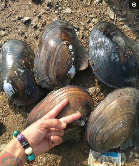 谁见过这么大的河蚌,世上最大的河蚌六斤重能出多少肉