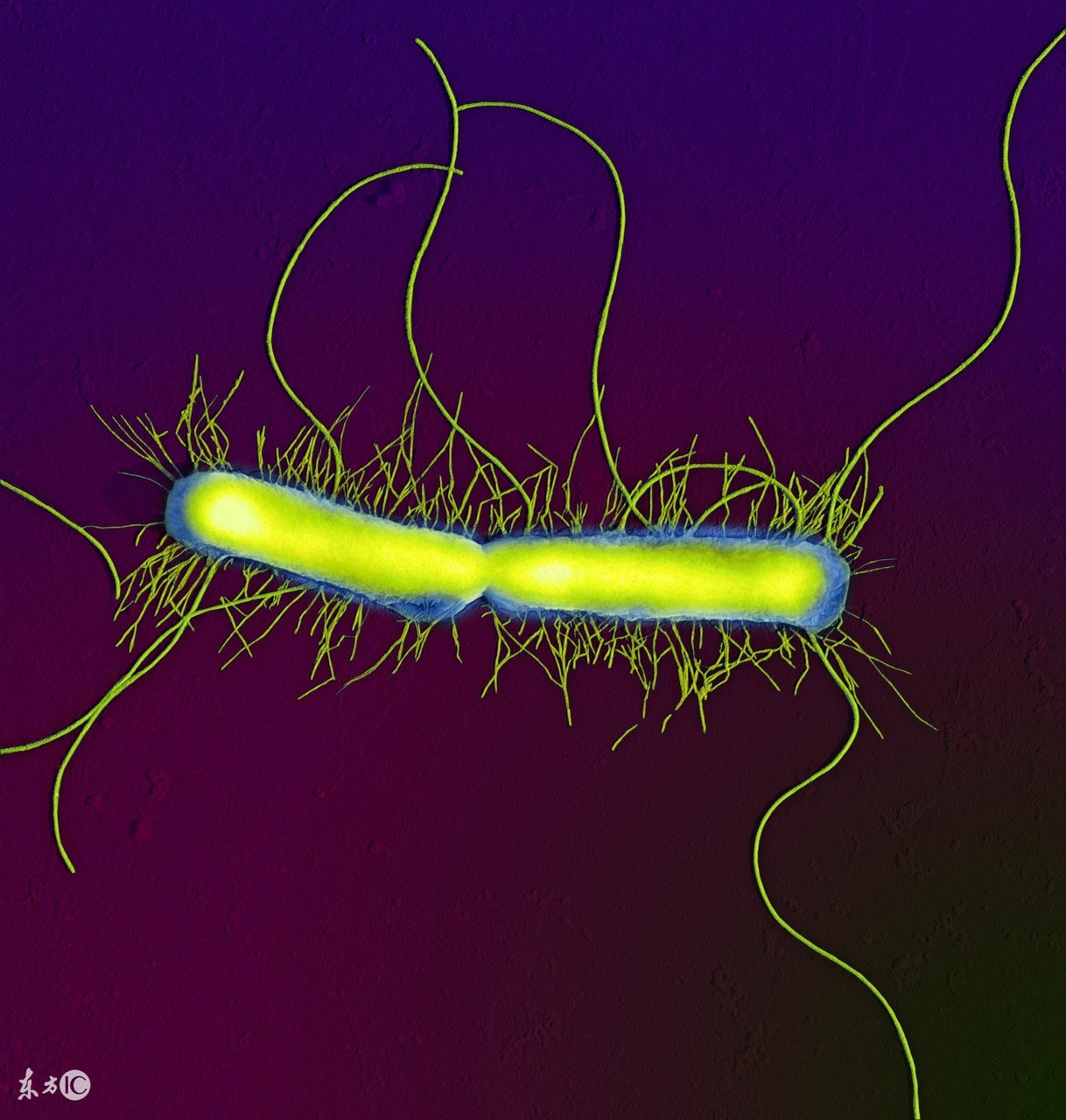 仔猪水肿病的综合防治论文,仔猪水肿病症状及治疗方法