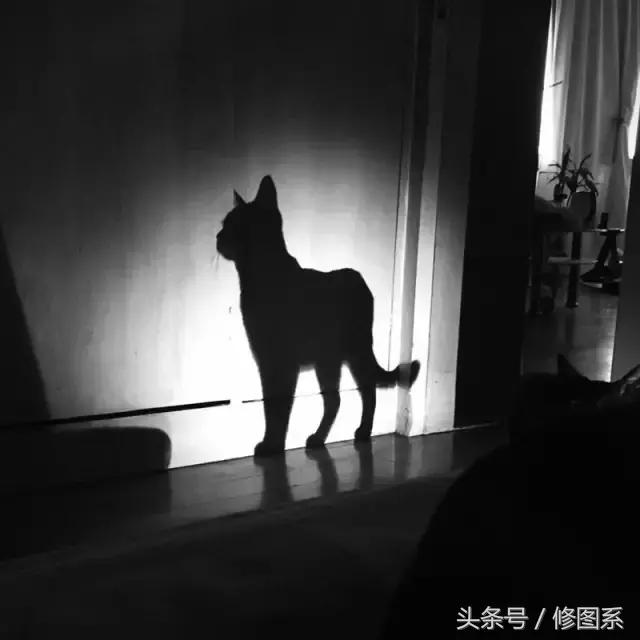 修图师会用哪些修图软件,修图师都用ps么