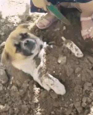 小女孩用泥土玩“埋狗”游戏，狗狗一脸生无可恋的任埋