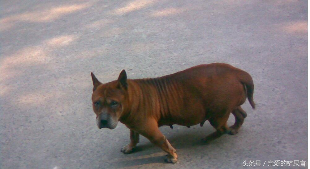 主人怀孕后狗狗的反应,怀孕了狗狗有什么表现
