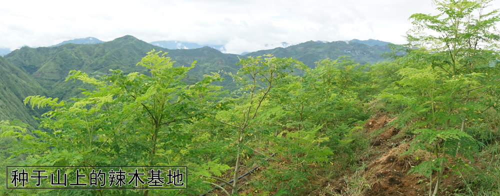 辣木籽和辣木茶的功效,云南辣木籽与印度的功效一样吗