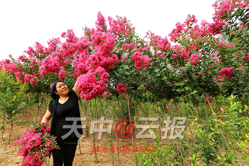 紫薇花开满庭院图片,紫薇花在盛开下一句