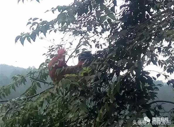 马上有个“捉鸡活动”，你来不？！