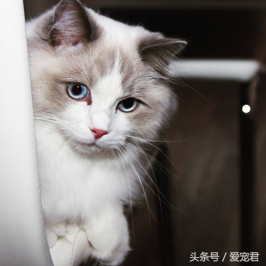 猫咪郁闷可吃什么药,怎么纠正猫咪玩耍喜欢伸爪子