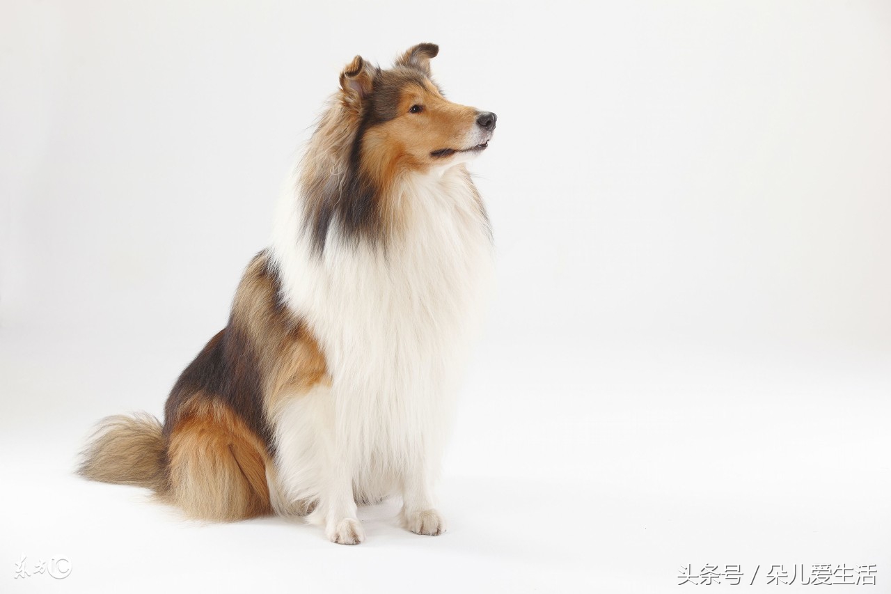 关于挪威你了解多少,苏格兰牧羊犬价格多少钱一只