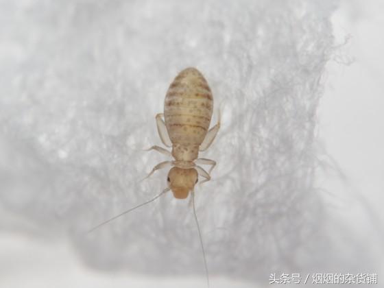 十种很常见但是不为人知的昆虫,盘点你没见过的昆虫