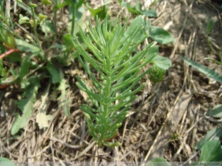 湿地陆地植物有哪些,湿地里的仙人掌