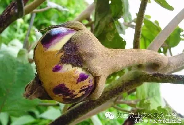 生物杀虫剂十大品牌,十大灭跳蚤最快的杀虫剂