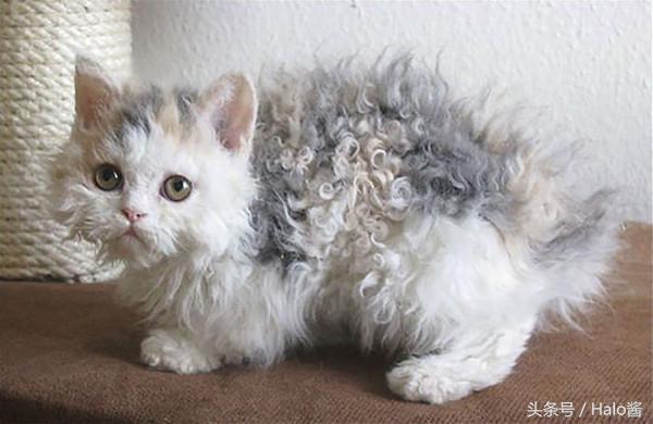 猫咪毛有一点是很卷的,猫咪毛卷怎么回事