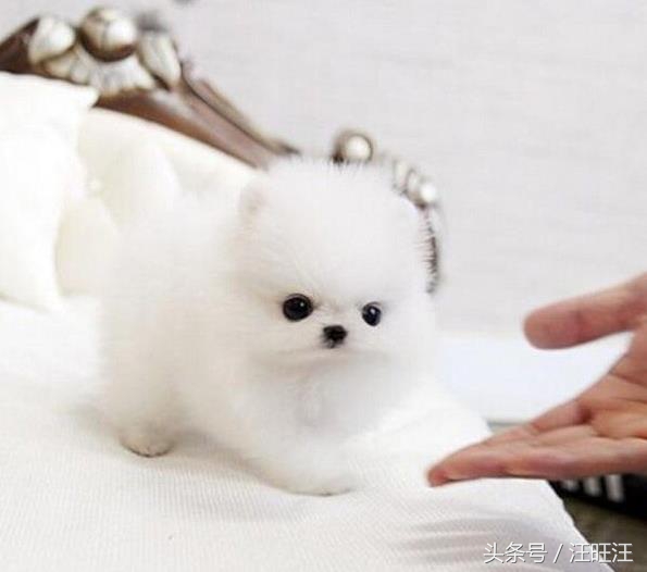 狗狗得了细小对小孩有什么危害,宠物狗的危害