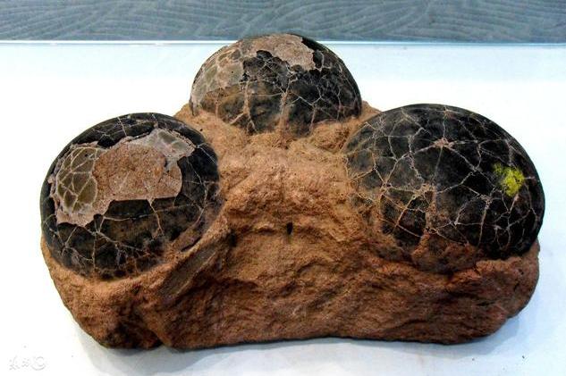 科学家发现恐龙蛋化石,科学家们发现了恐龙的证据