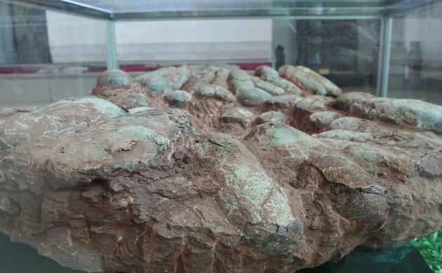 科学家发现恐龙蛋化石,科学家们发现了恐龙的证据