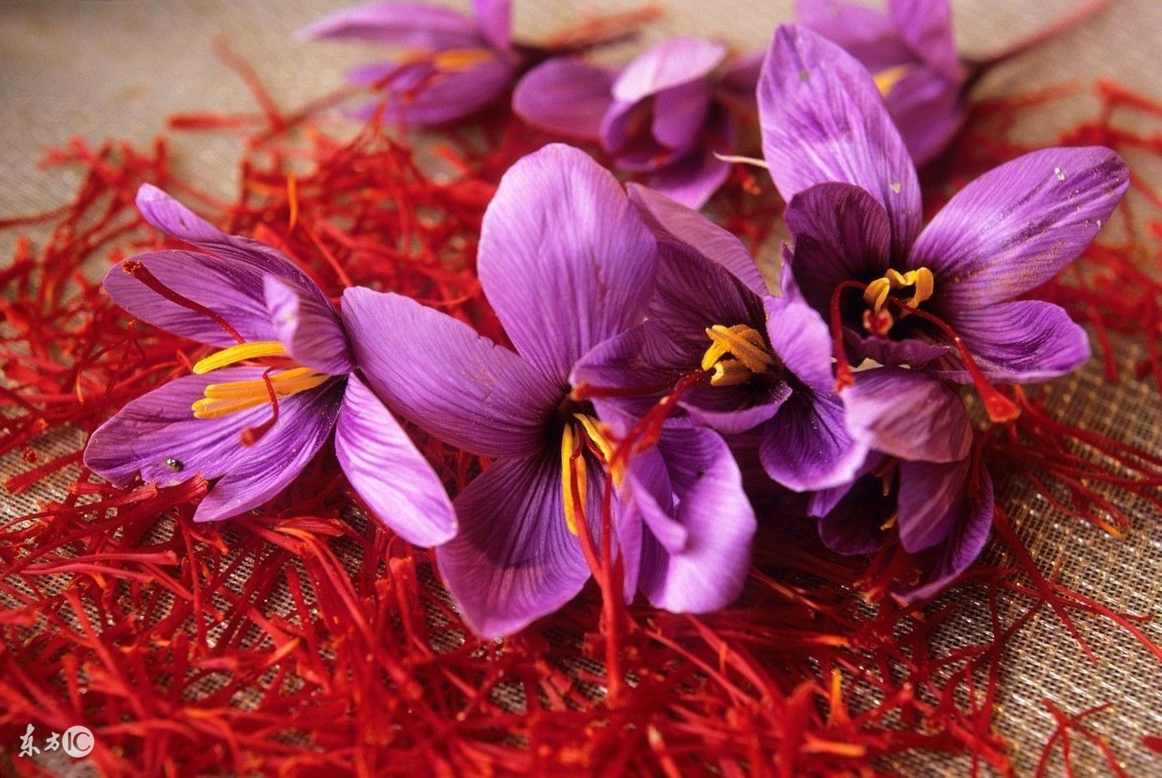 藏红花手链会有黄颜色吗,藏红花能去黄斑