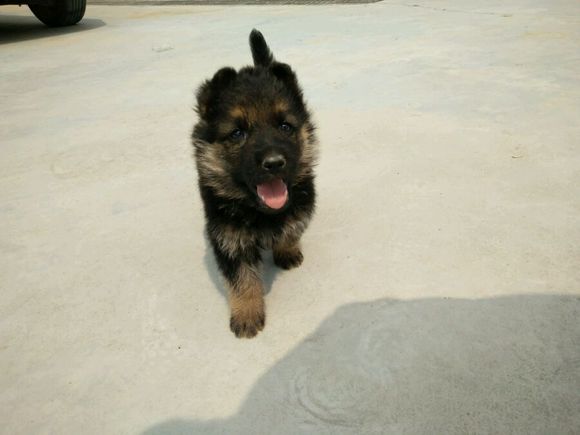 一只德牧从出生到长大的变化,平背短毛德牧幼犬1-12个月变化图