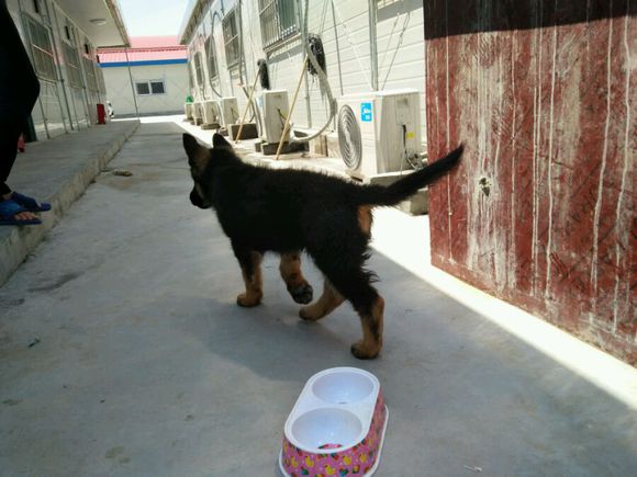 一只德牧从出生到长大的变化,平背短毛德牧幼犬1-12个月变化图