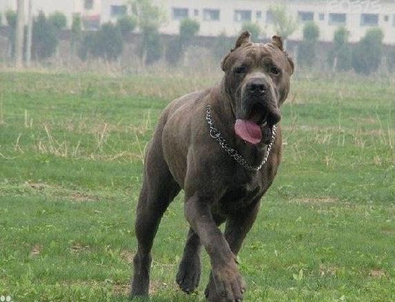 怎样区分斯塔福和比特,怎样区分卡斯罗和比特犬